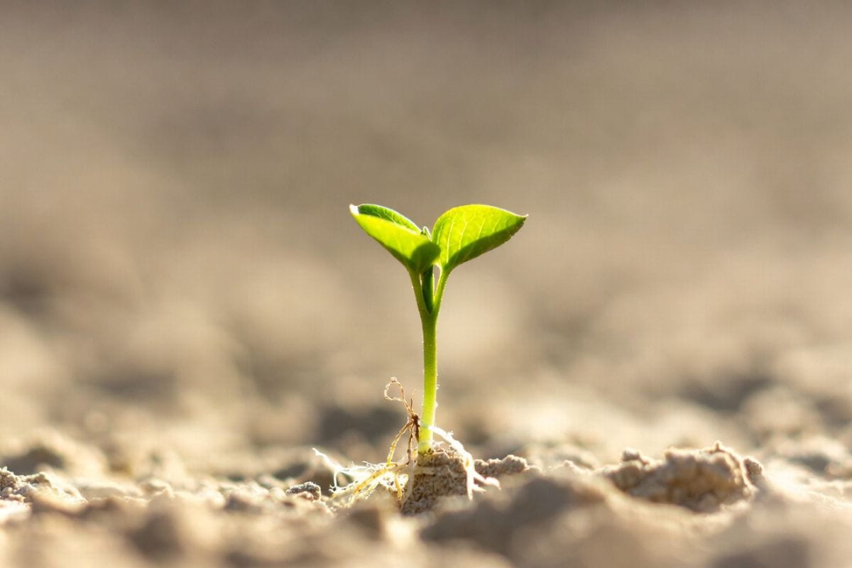 stres-jako-prirozeny-mechanismus-aktivace